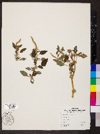 Amaranthus spinosus image