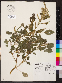 Amaranthus spinosus image