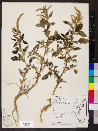 Amaranthus spinosus image