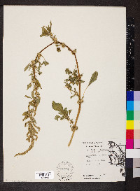 Amaranthus spinosus image