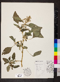 Amaranthus spinosus image