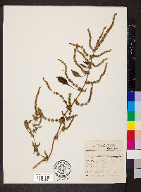 Amaranthus spinosus image