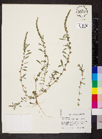 Amaranthus tuberculatus image