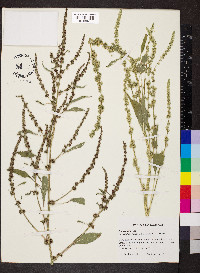 Amaranthus tuberculatus image