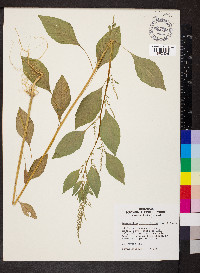 Amaranthus tuberculatus image