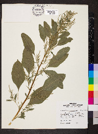 Amaranthus tuberculatus image