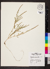 Amaranthus tuberculatus image