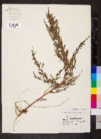 Amaranthus tuberculatus image