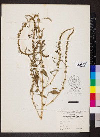 Amaranthus tuberculatus image