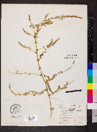 Amaranthus tuberculatus image