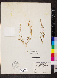 Amaranthus tuberculatus image