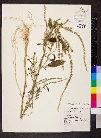 Amaranthus tuberculatus image