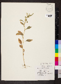 Amaranthus tuberculatus image