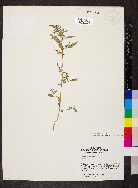 Amaranthus tuberculatus image