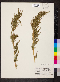 Amaranthus tuberculatus image