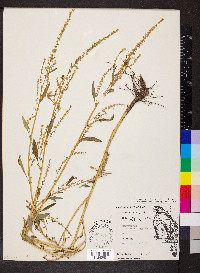 Amaranthus tuberculatus image