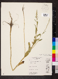 Amaranthus tuberculatus image