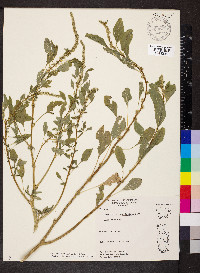 Amaranthus tuberculatus image