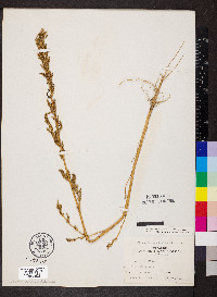 Amaranthus tuberculatus image