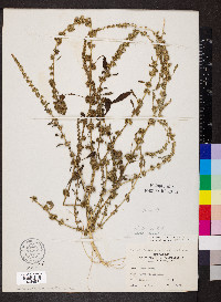 Amaranthus tuberculatus image