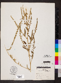 Amaranthus tuberculatus image