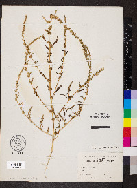 Amaranthus tuberculatus image