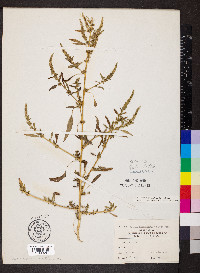 Amaranthus tuberculatus image