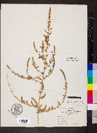 Amaranthus tuberculatus image