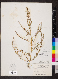 Amaranthus tuberculatus image