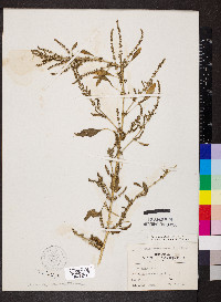 Amaranthus tuberculatus image