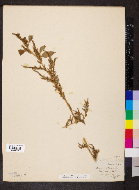 Amaranthus tuberculatus image