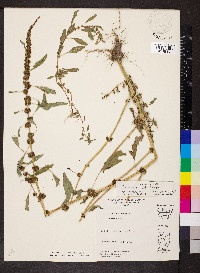 Amaranthus tuberculatus image