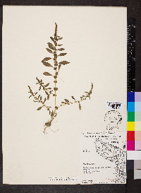 Amaranthus tuberculatus image