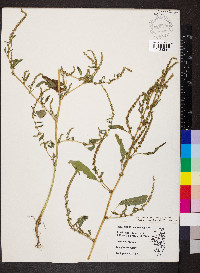 Amaranthus tuberculatus image