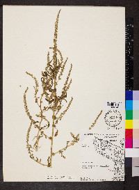 Amaranthus tuberculatus image