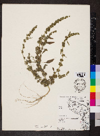 Amaranthus tuberculatus image