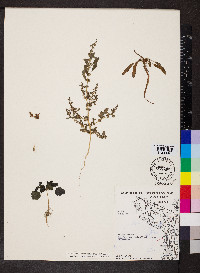 Amaranthus tuberculatus image