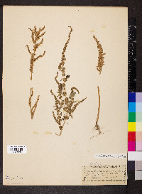 Amaranthus tuberculatus image