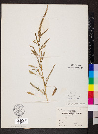 Amaranthus tuberculatus image