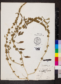 Amaranthus tuberculatus image