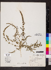 Amaranthus tuberculatus image