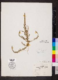 Amaranthus tuberculatus image