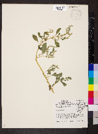 Amaranthus tuberculatus image