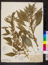 Amaranthus tuberculatus image