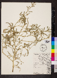 Amaranthus tuberculatus image