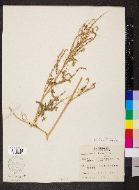 Amaranthus tuberculatus image