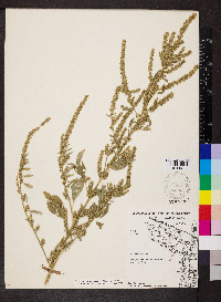 Amaranthus tuberculatus image