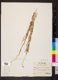 Amaranthus tuberculatus image