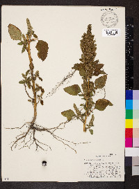 Amaranthus hybridus image