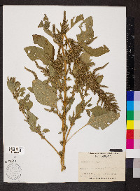 Amaranthus hybridus image